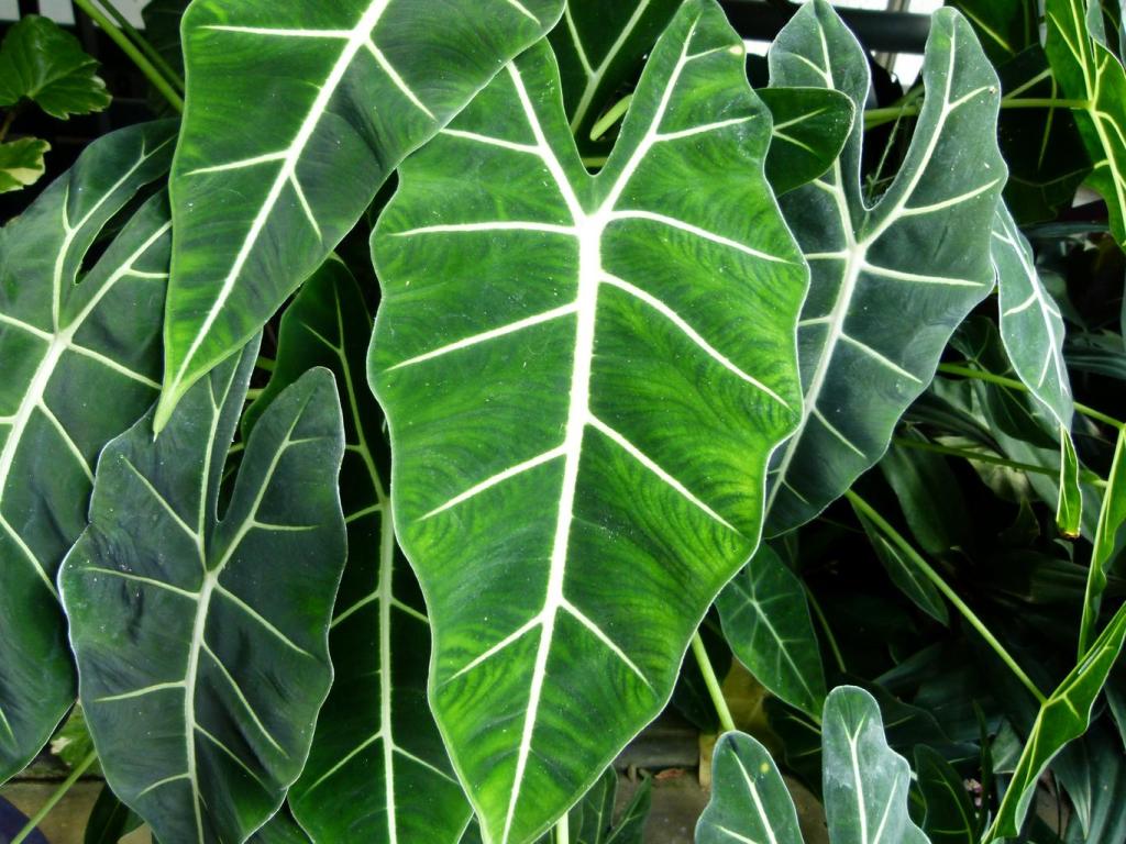 An In-Depth Guide to Alocasia Care | Botanical Chick